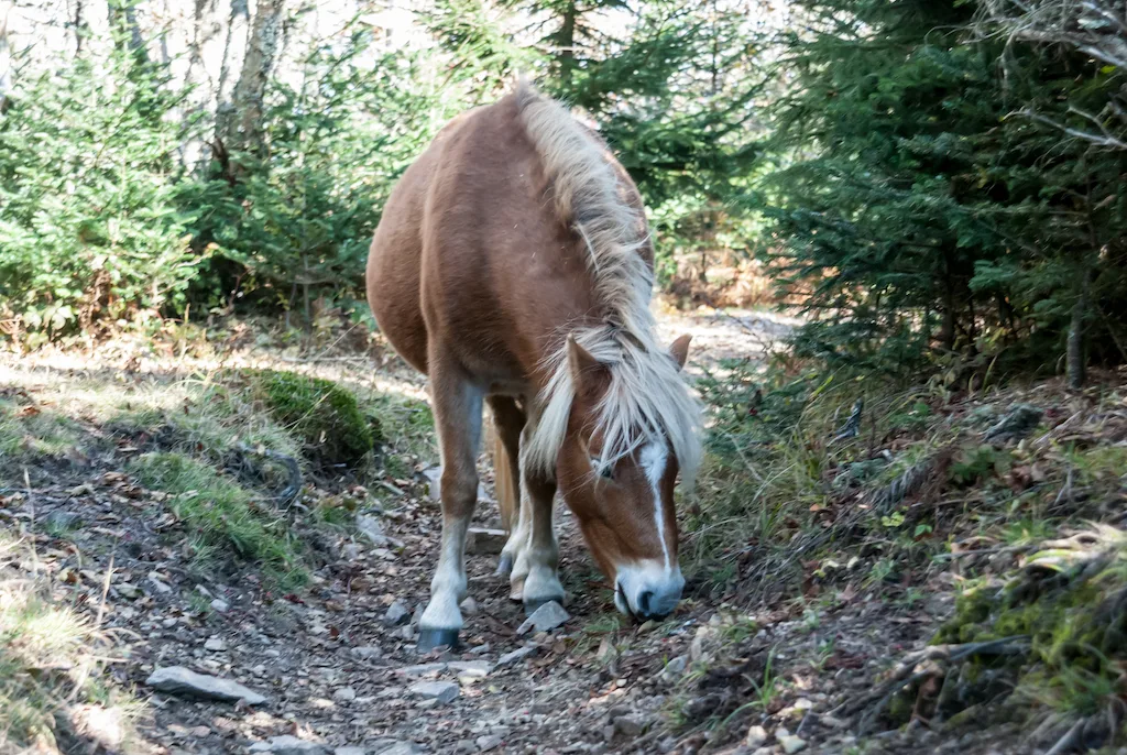 One of the many wild ponies that lives in Grayson Highlands State Park in Virginia.