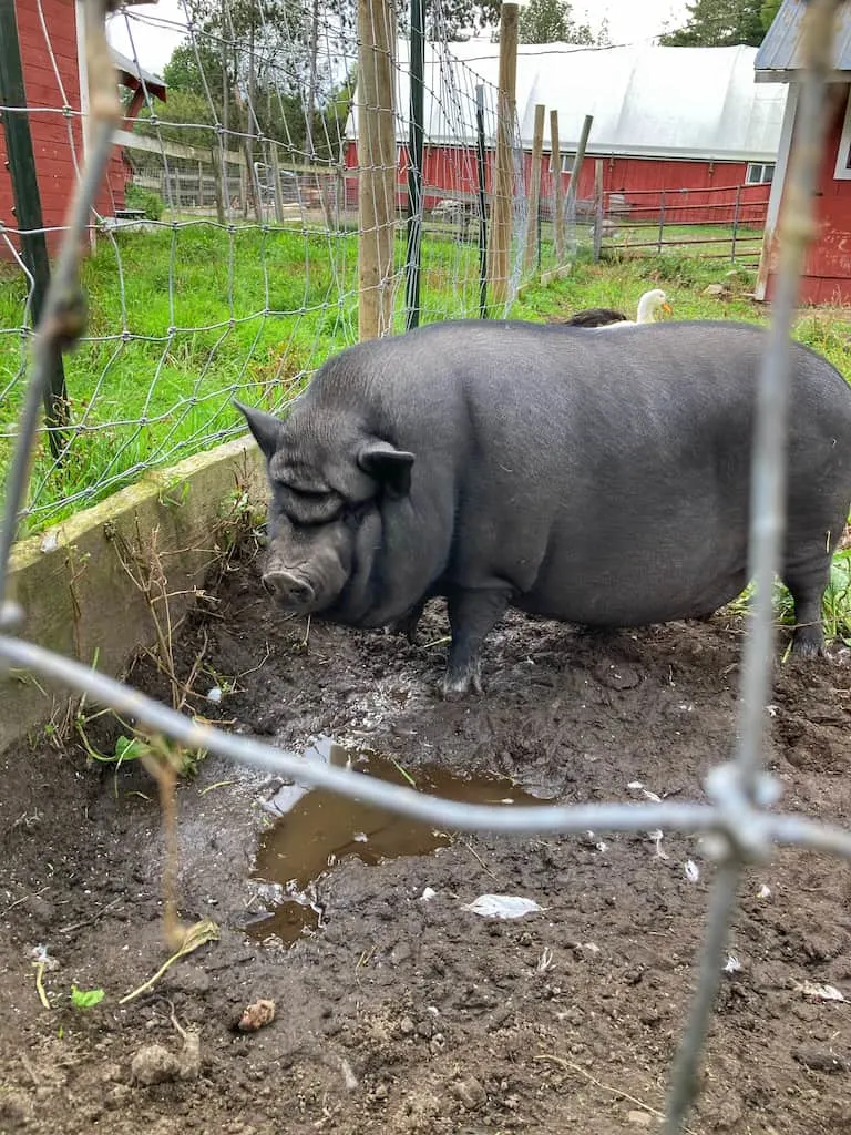 Nettle Meadow Farm