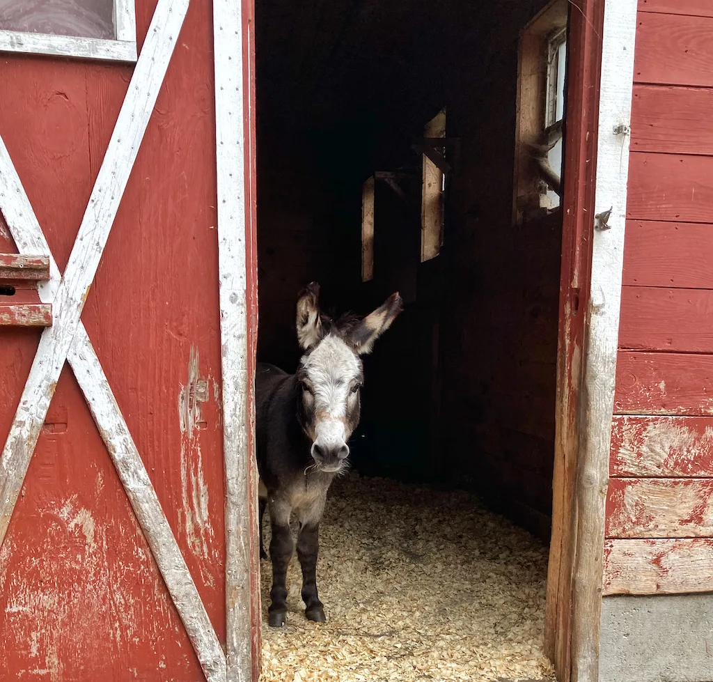 A miniature donkey stands in the doorway of a red barn at Nettle Meadow Farm in the Adirondacks of NY.