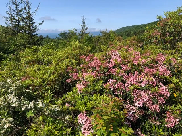 Rhododendrons in bloom on the Rhododendron Trail in Grayson Highlands State Park in Virginia.
