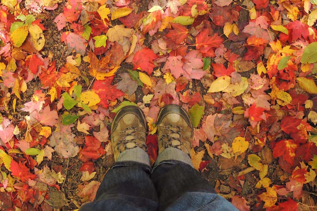 A pair of hiking boots on a trail covered with autumn leaves in the Berkshires.