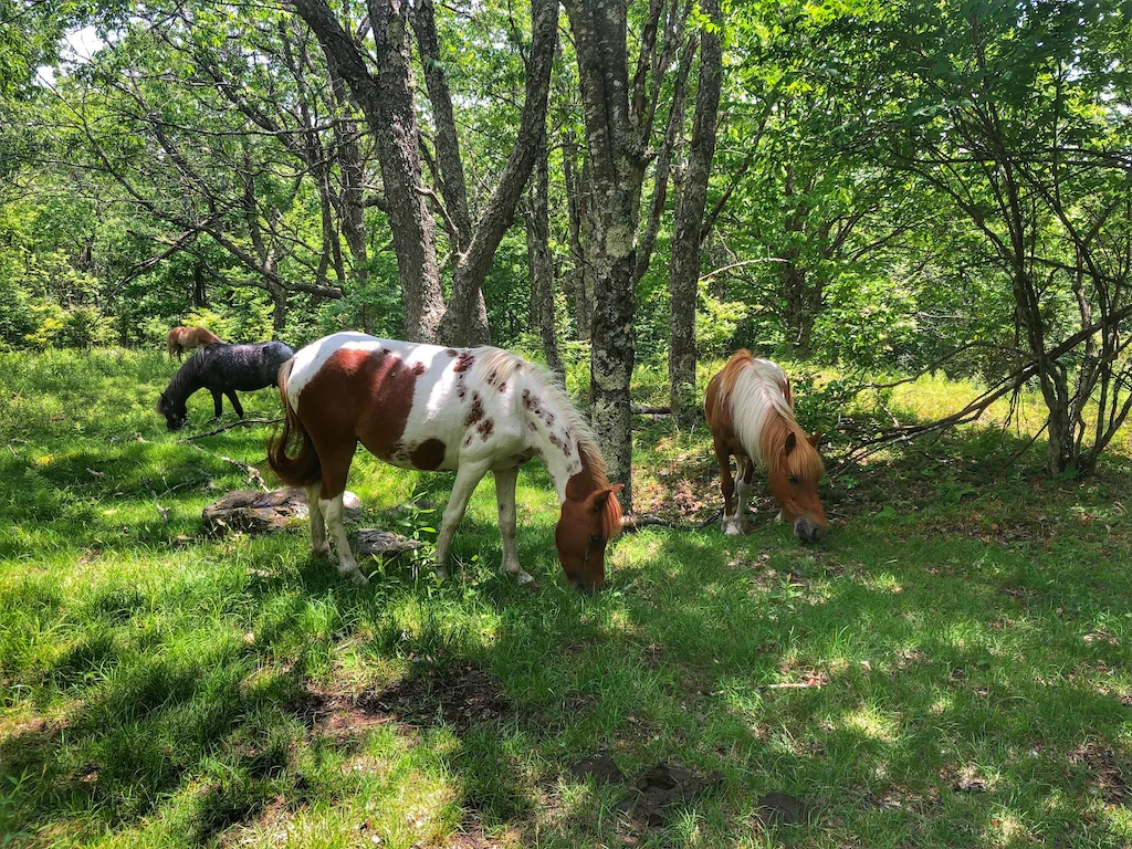 Wild ponies grazing in Grayson Highlands State Park in Virginia.