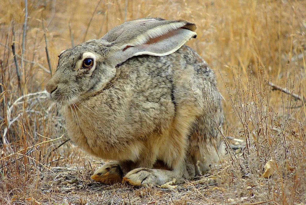 A lone jackrabbit in the desert landscape surrounding Cathedral Gorge in Nevada.
