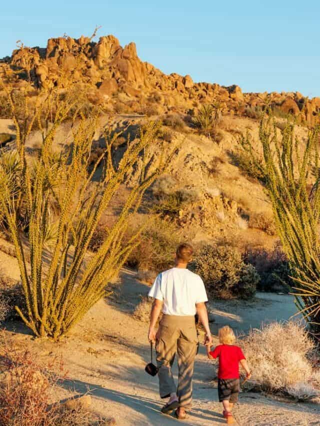 Best Things to do in Joshua Tree National Park with Kids