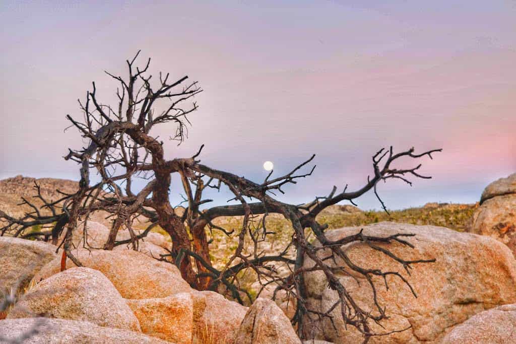 Moonrise over a dead tree and boulders in Joshua Tree National Park, California.