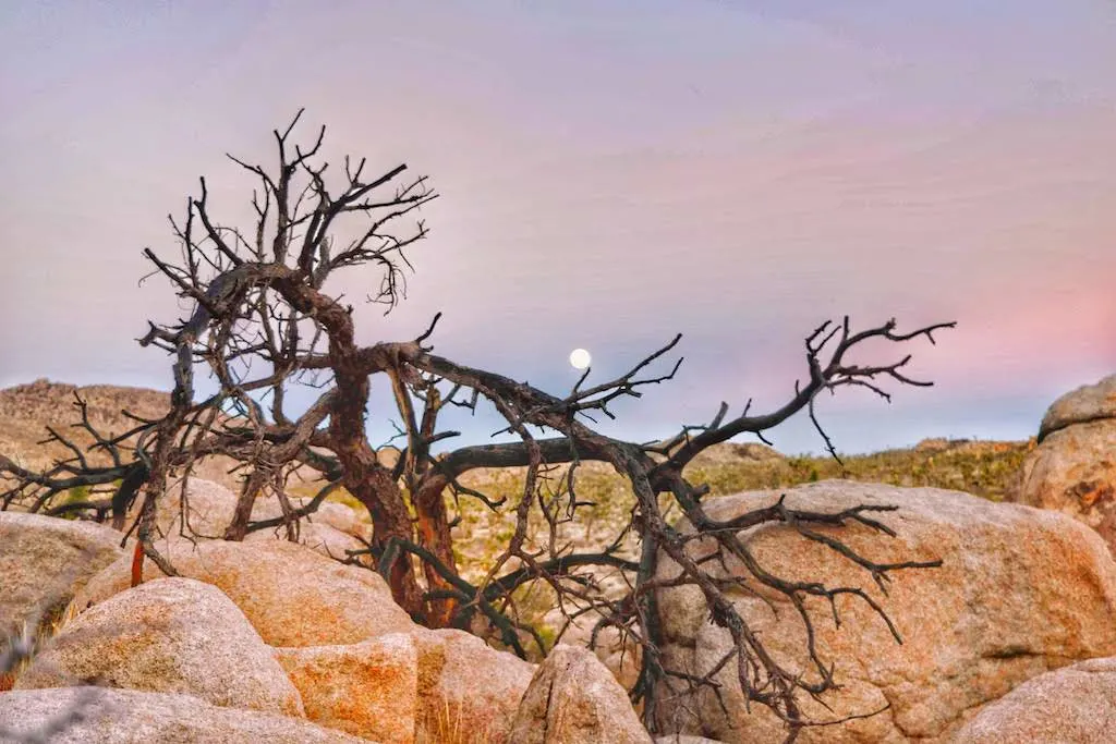 Moonrise over a dead tree and boulders in Joshua Tree National Park, California.