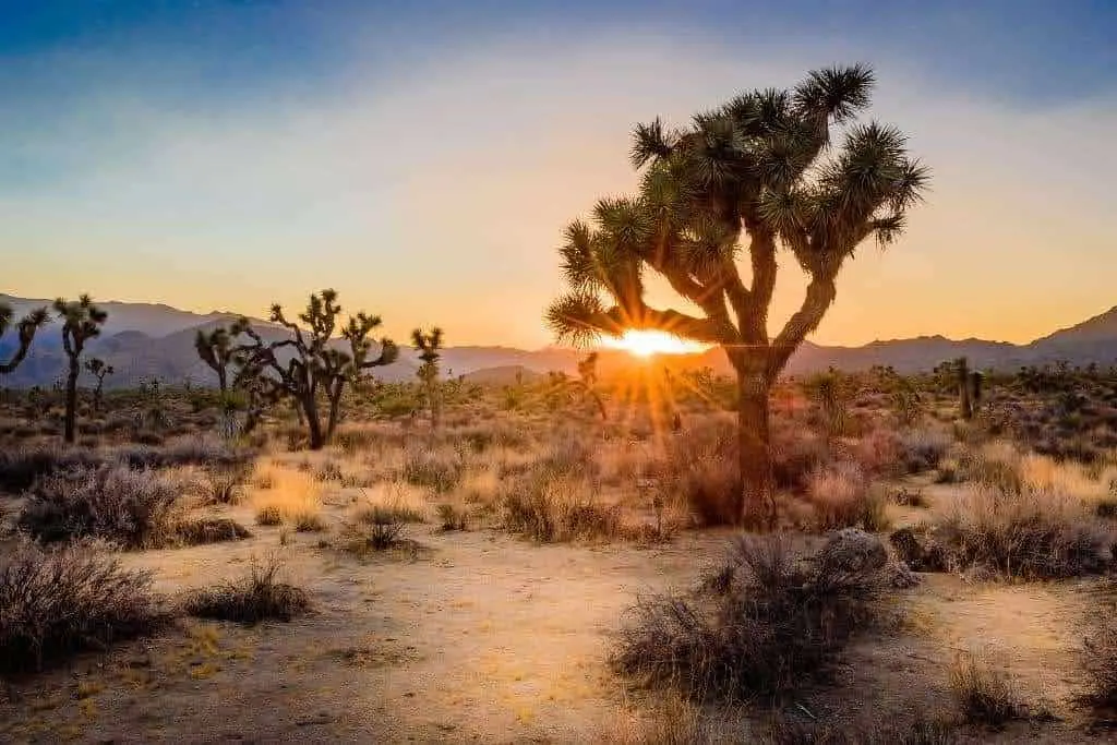 The sun sets over the trees and mountains in Joshua Tree National Park, California.