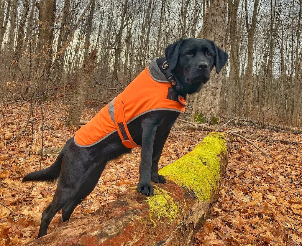 A black lab puppy wears a bright orange vest during hunting season in Vermont.