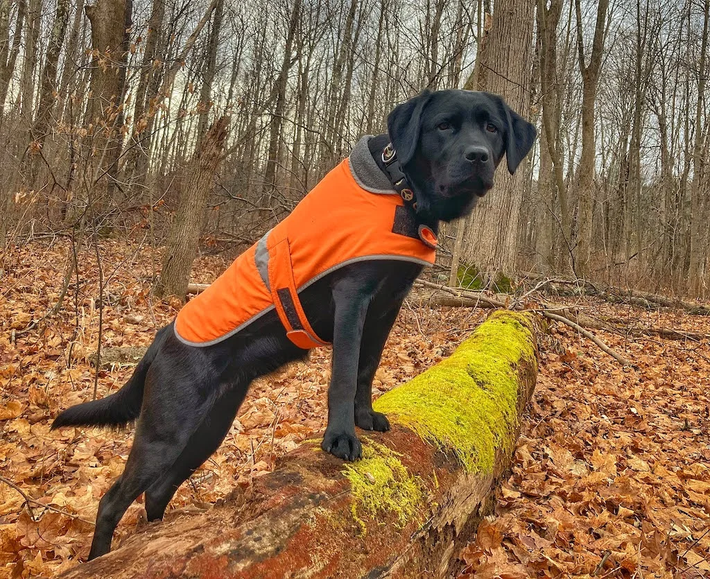 Lab hunting clearance vest