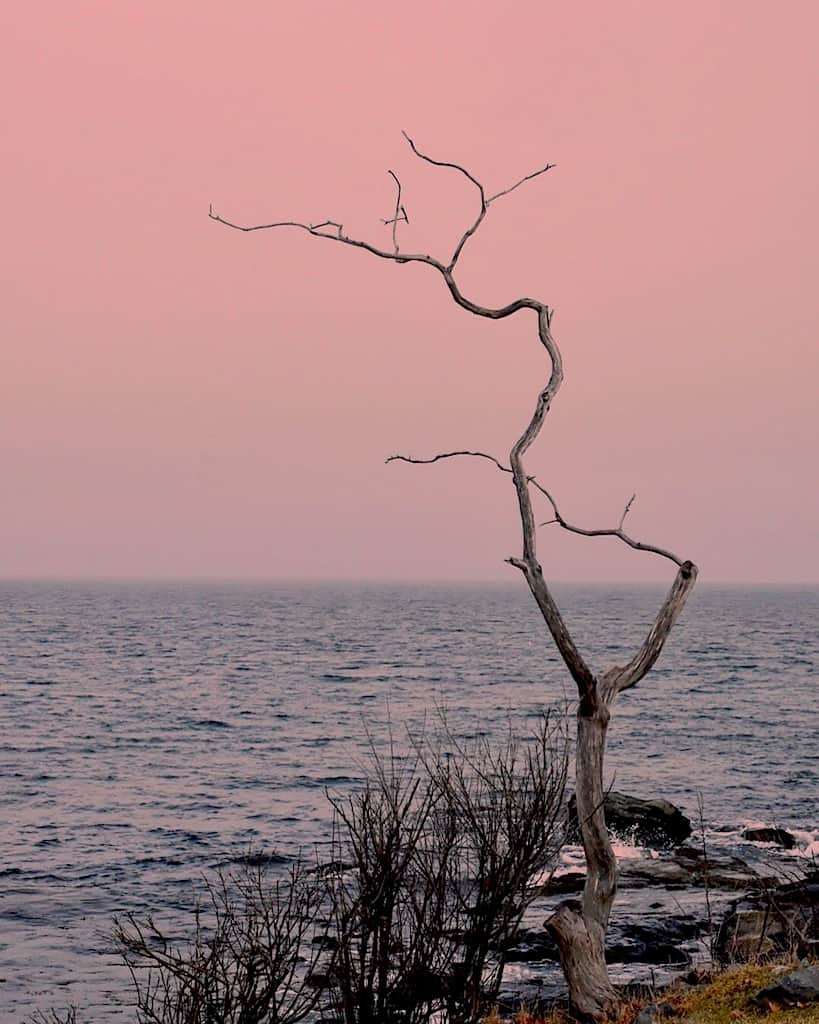 A lone tree on Odiorne Point in Odiorne Point State Park in Rye, NH.