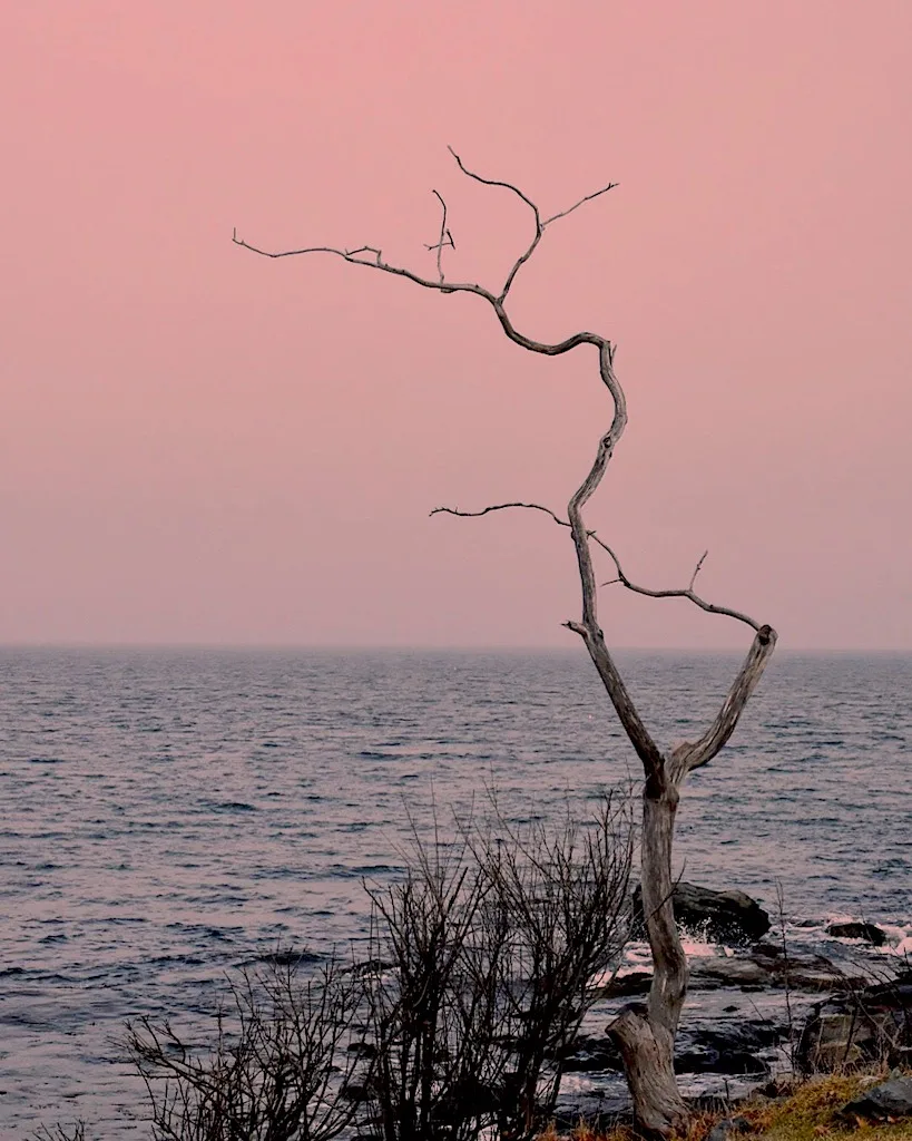 A lone tree on Odiorne Point in Odiorne Point State Park in Rye, NH.