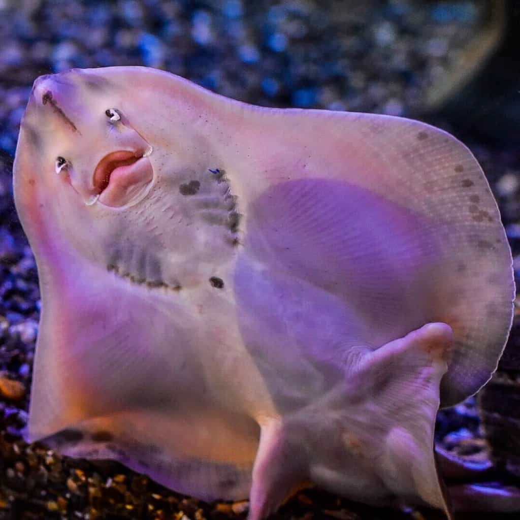 A friendly skate at the Seacoast Science Center near Portsmouth, NH.