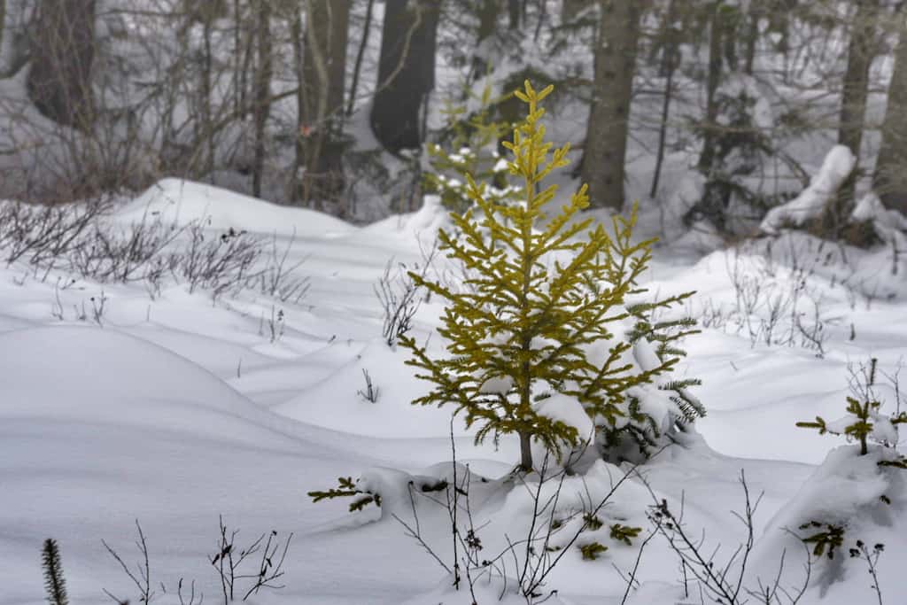 A small tree in the Green Mountain National Forest, Vermont.