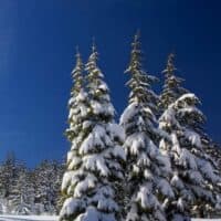 cropped-national-foret-christmas-tree.jpg