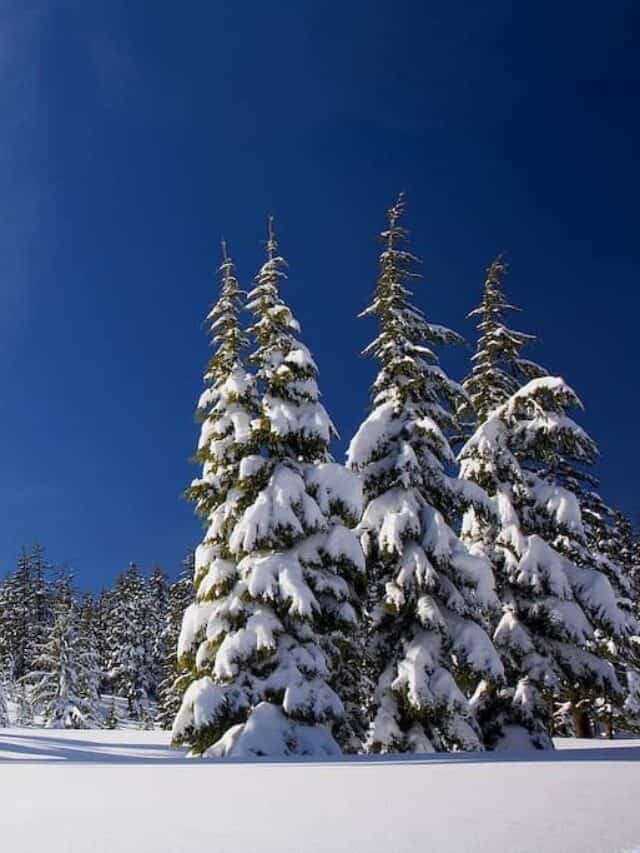 cropped-national-foret-christmas-tree.jpg