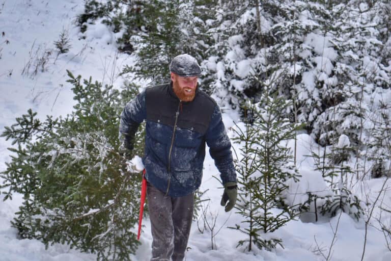 Cut Down a Wild Christmas Tree in your National Forest