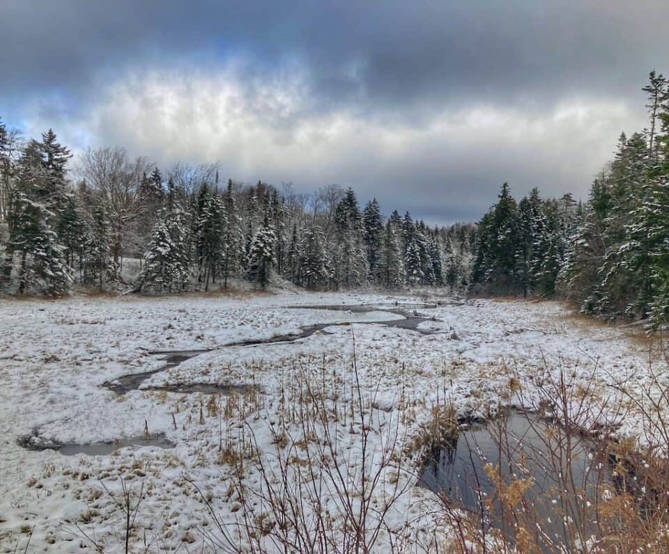 Cut Down a Wild Christmas Tree in your National Forest