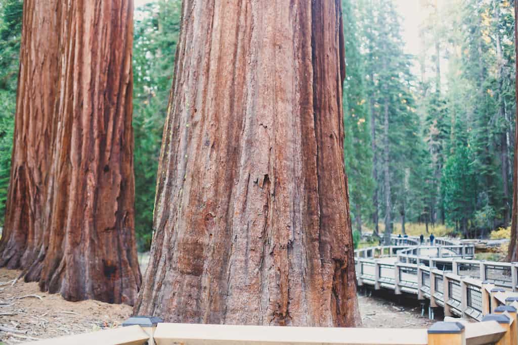 The Mariposa Grove of Giant Sequoias in Yosemite National Park in California.