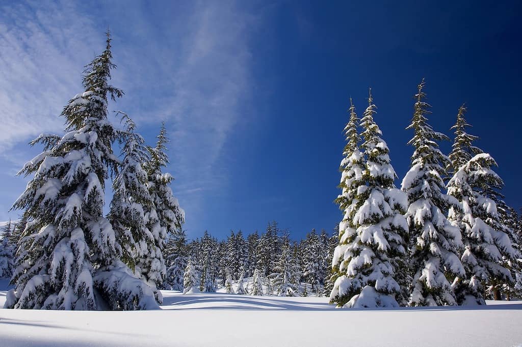 Several spruce trees covered with snow in the national forest. 
