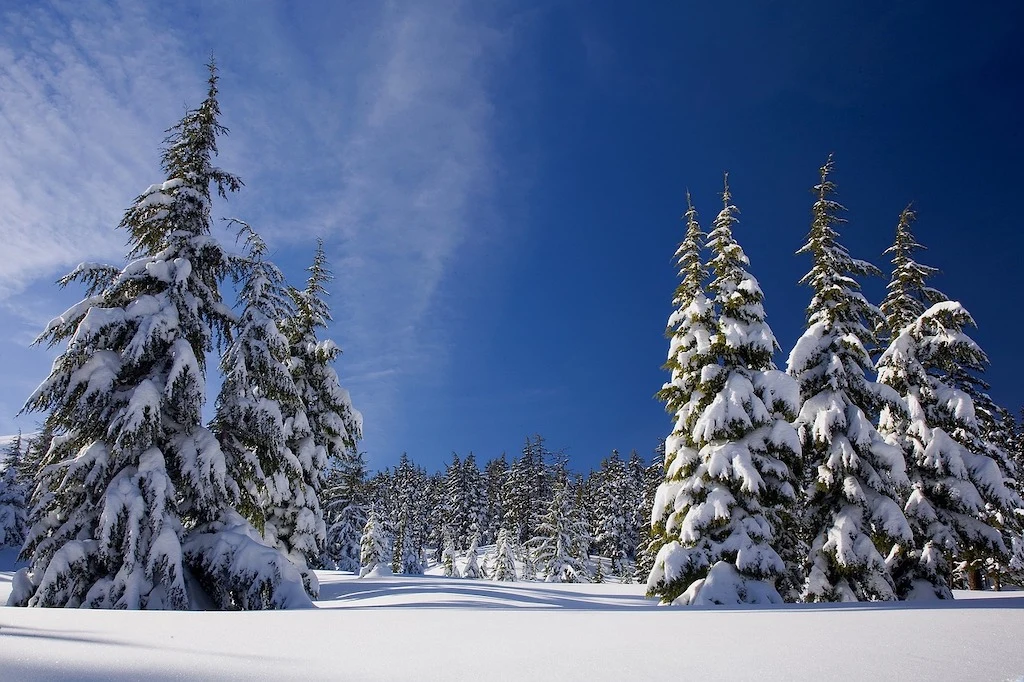 christmas trees in snow