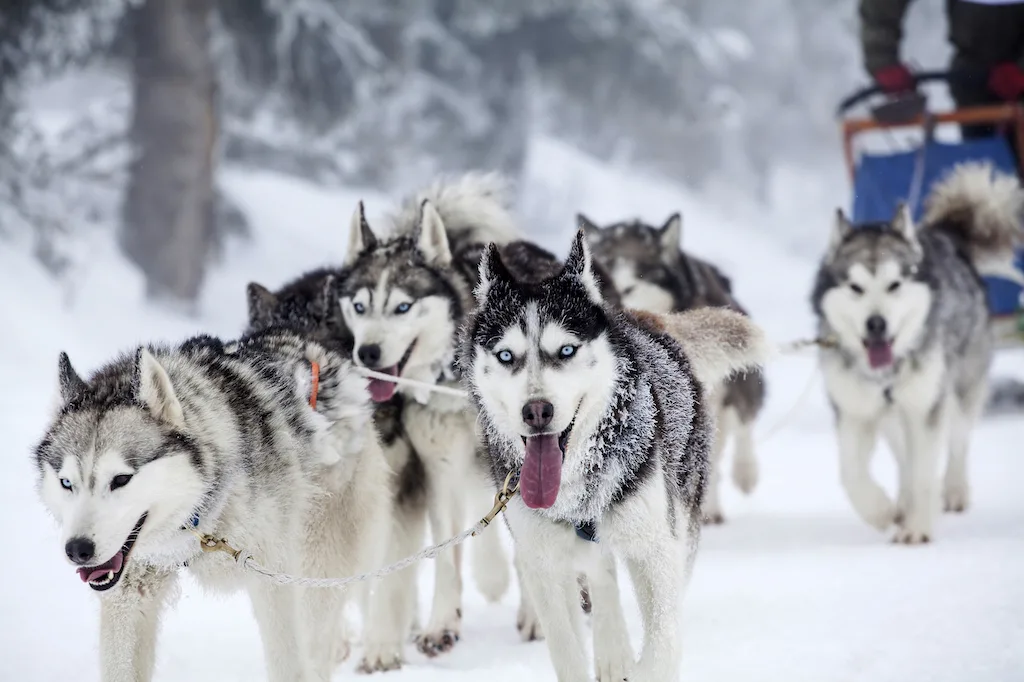 A dog sled team pulls a sled across the snow on a dog sledding vacation.