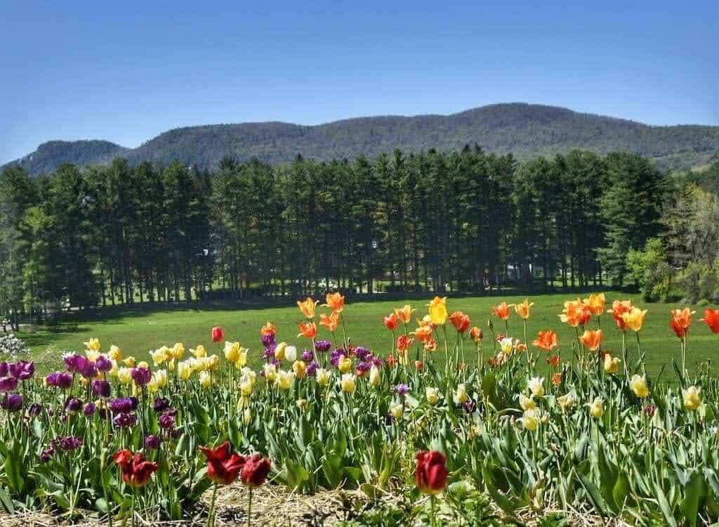 Spring tulips in the Berkshires of Massachusetts. 