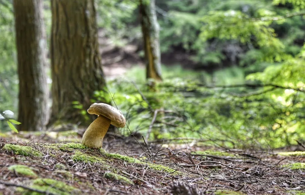 A bolete mushroom in the Green Mountain National Forest in Vermont. 