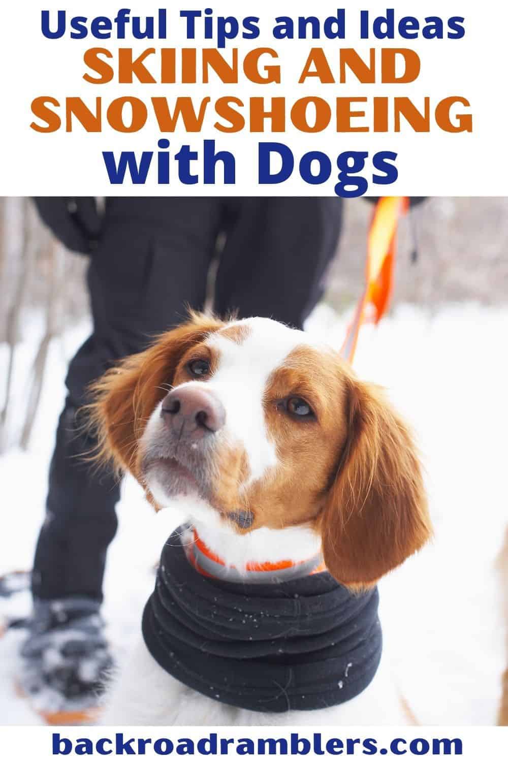 A brown and white dog stands in the snow looking toward the camera. Text overlay: Best tips and ideas for Snowshoeing with dogs.