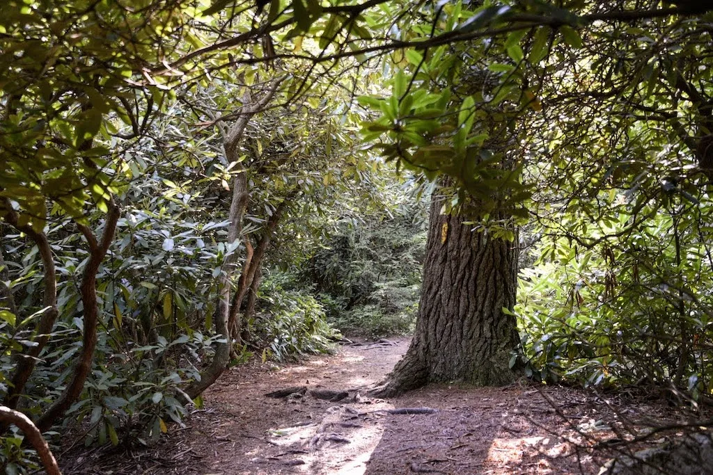 A trail through massive rhododendrons in Hickory Run State Park in Pennsylvania.