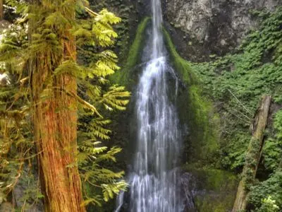 Day Trip to Olympic National Park: Marymere Falls Trail