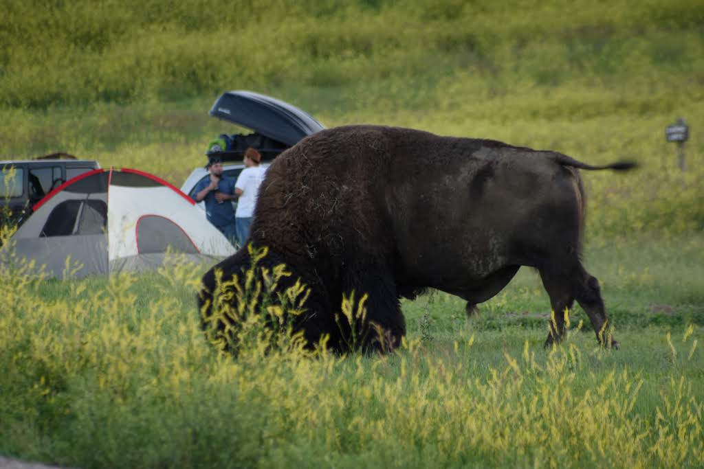 badlands camping sage creek campground