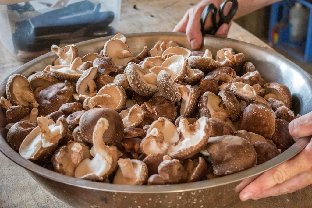 Shitake mushrooms are available to buy from your host at Wellspring Forest Farm.