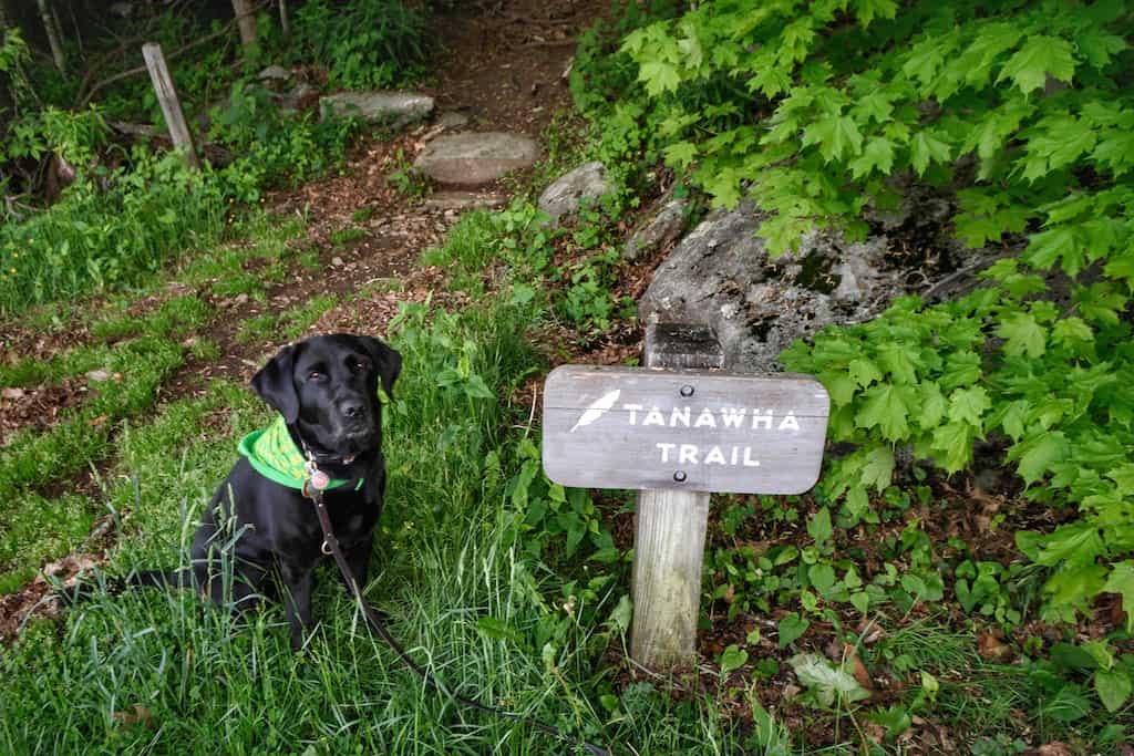 Flynn the black lab poses next to a sign for the Tanawha Trail in dog-friendly Blowing Rock, NC.