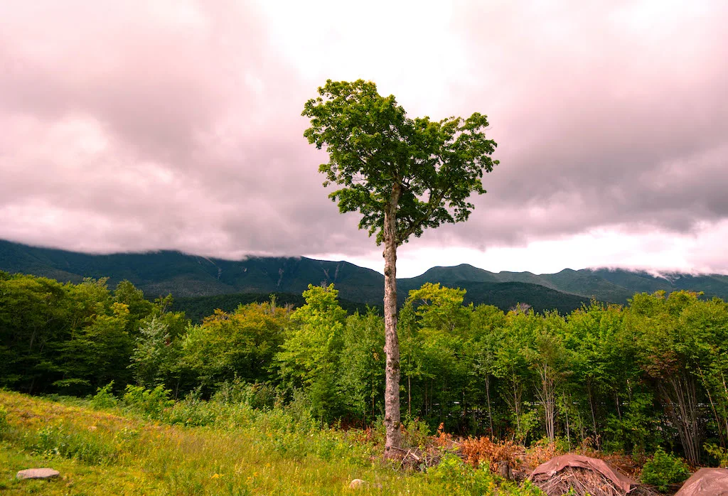 The heart tree in the summer at Hancock Overlook on the Kancamagus Highway near Lincoln, New Hampshire. 