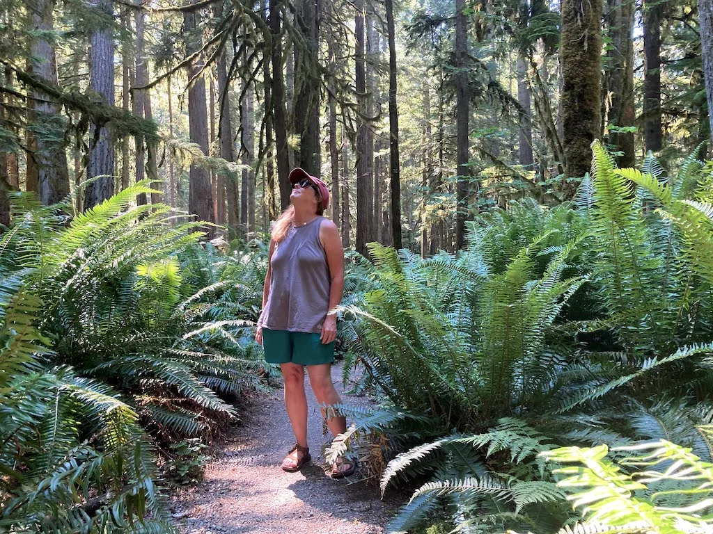 Me, looking up at the tall trees on the Marymere Falls trail in Olympic National Park.