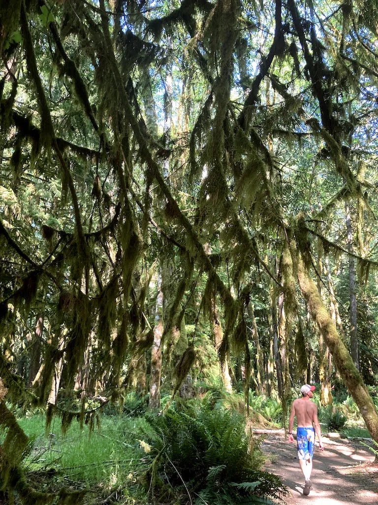 The forest along the Moments in Time trail near Lake Crescent, Washington.