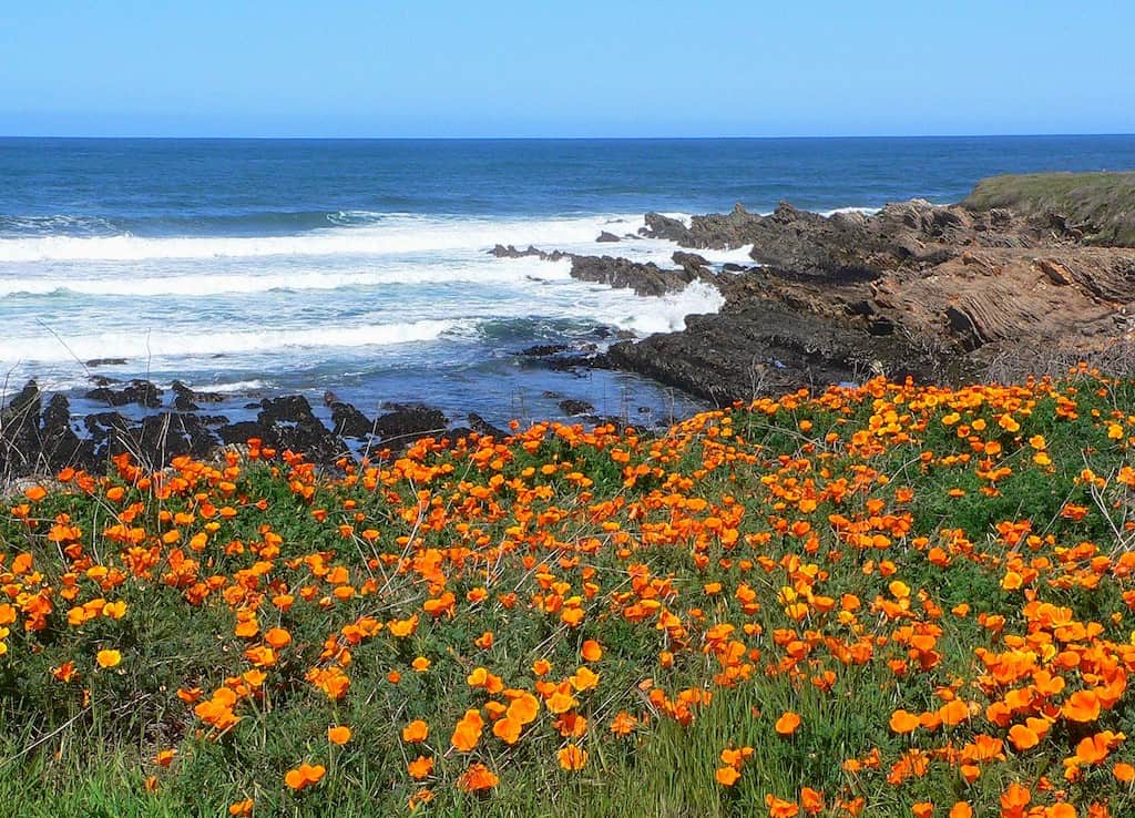 California poppies growing near the shore at Montana de Oro State Park in California.