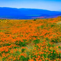 California poppies in Antelope Valley California Poppy Reserve.