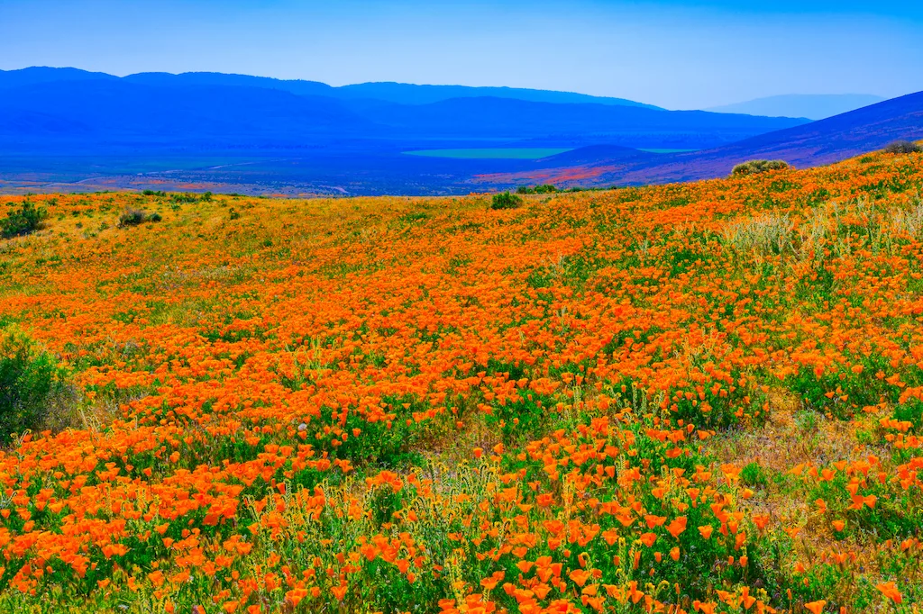 A field of blooming California poppies in Antelope Valley, California.
