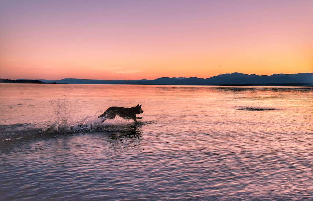 The silhouette of a German Shepherd runs through the water chasing a ball. The sky and water are pink as the sun goes down.