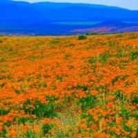 cropped-antelope-valley-wildflower-hikes-dp.jpeg