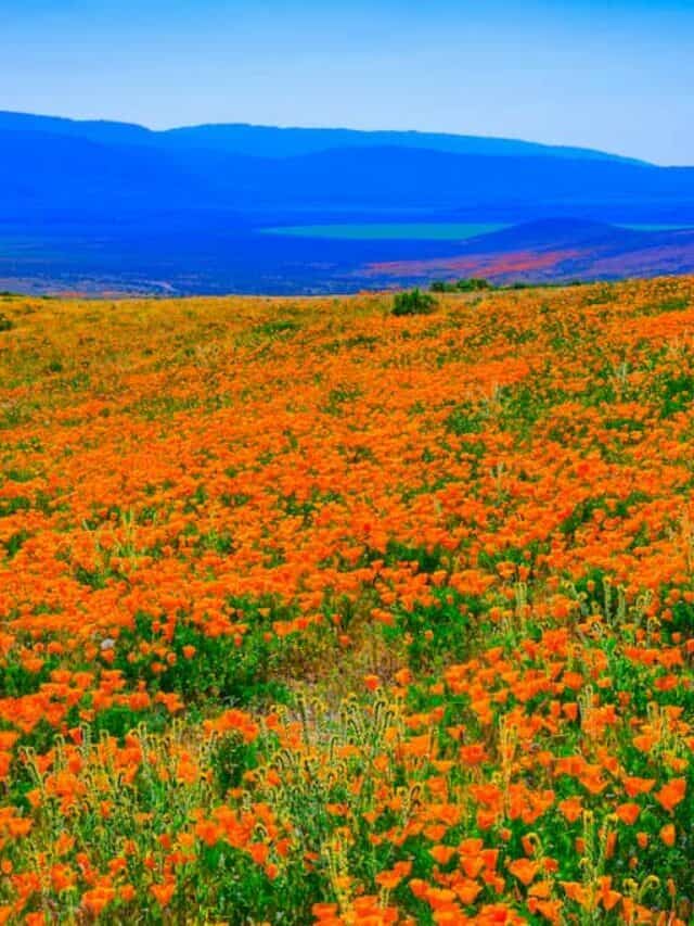 Family-Friendly Wildflower Hikes in the USA