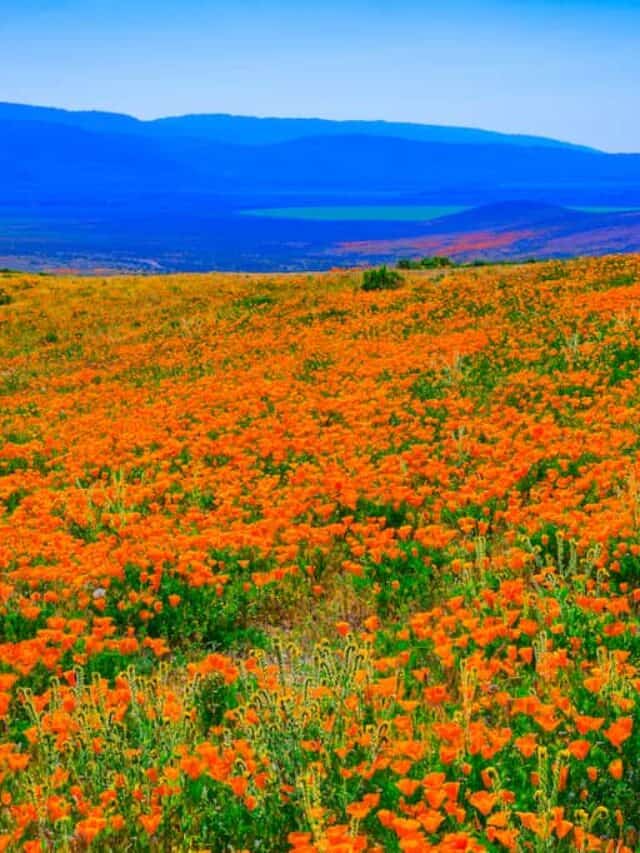 cropped-antelope-valley-wildflower-hikes-dp.jpeg