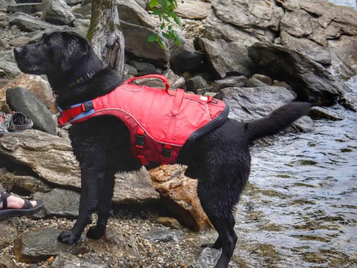 Flynn, a black lab, stands near the shore of a lake wearing a red life jacket.