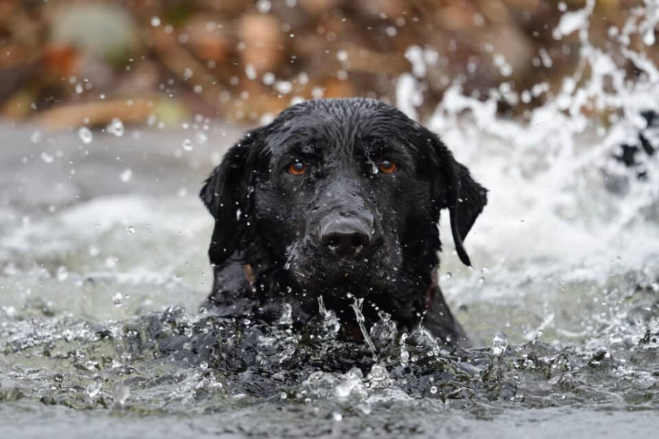 The Complete Guide to Kayaking and Canoeing with Dogs