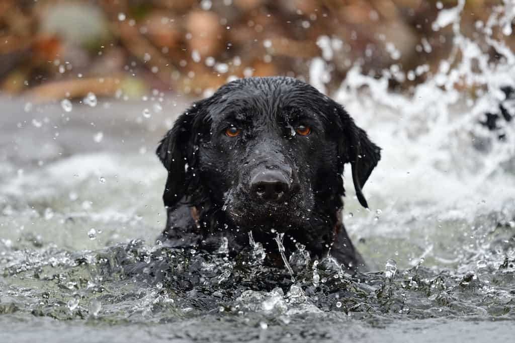 A black lab dog portrait while swimming in a lake.