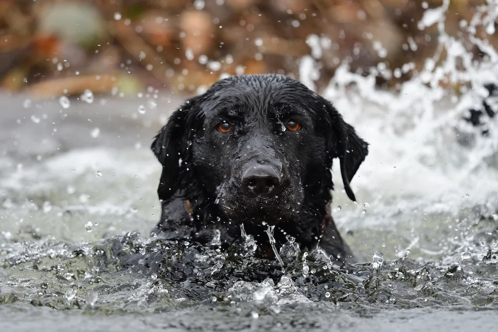 Kayaking With Your Dog: A Guide