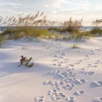 sand dunes on a wild beach in Florida.