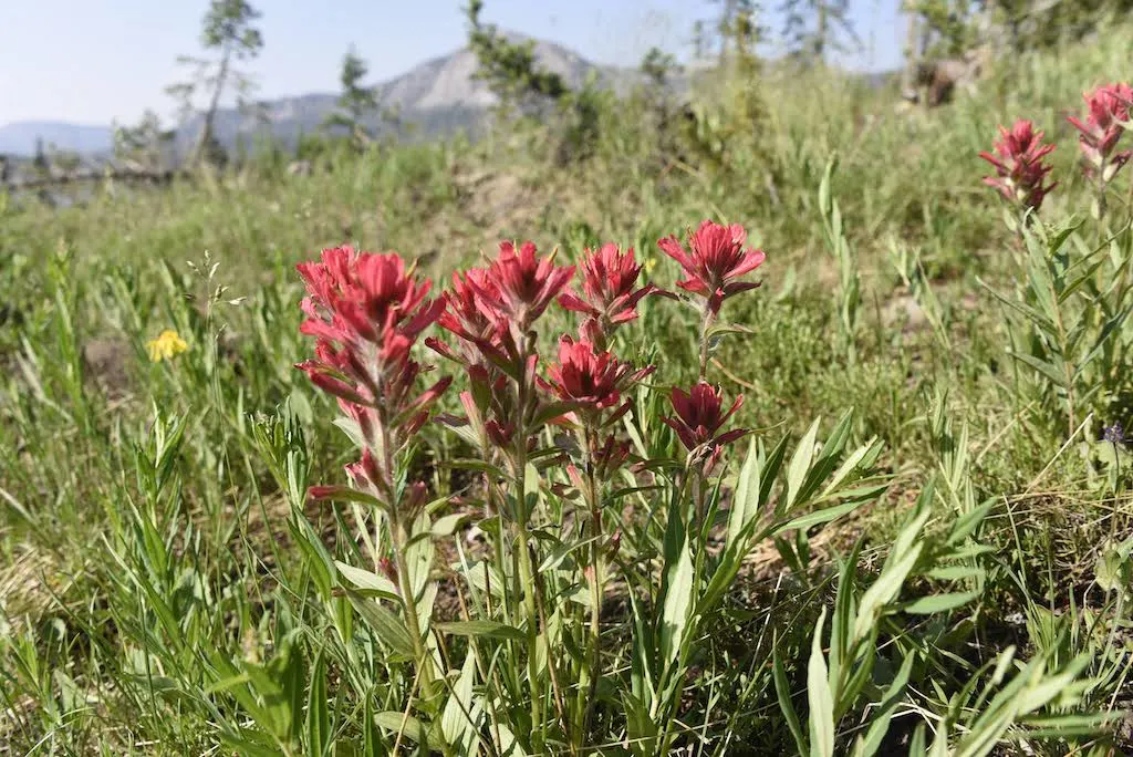 wildflower hikes near me