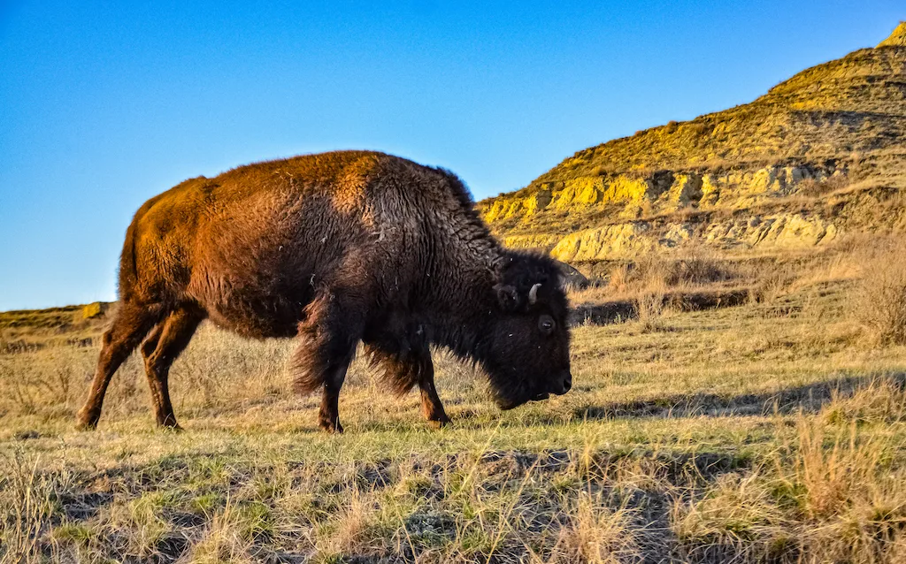 A bison in Theodore Roosevelt National Park.